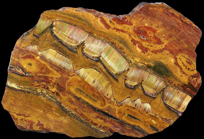 Marra Mamba Stromatolite - Mt Brockman ( Billion Years) #63091
